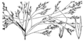 Agrostis avenacea