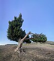 * Предлог A Tree in Tlemcen province (Algeria) --Riad Salih 17:46, 18 May 2024 (UTC) * Оцена The tree species should be identified. --C messier 20:44, 25 May 2024 (UTC) It's a good picture, that provides a good impression of the landscape. --Zinnmann 10:41, 1 June 2024 (UTC)