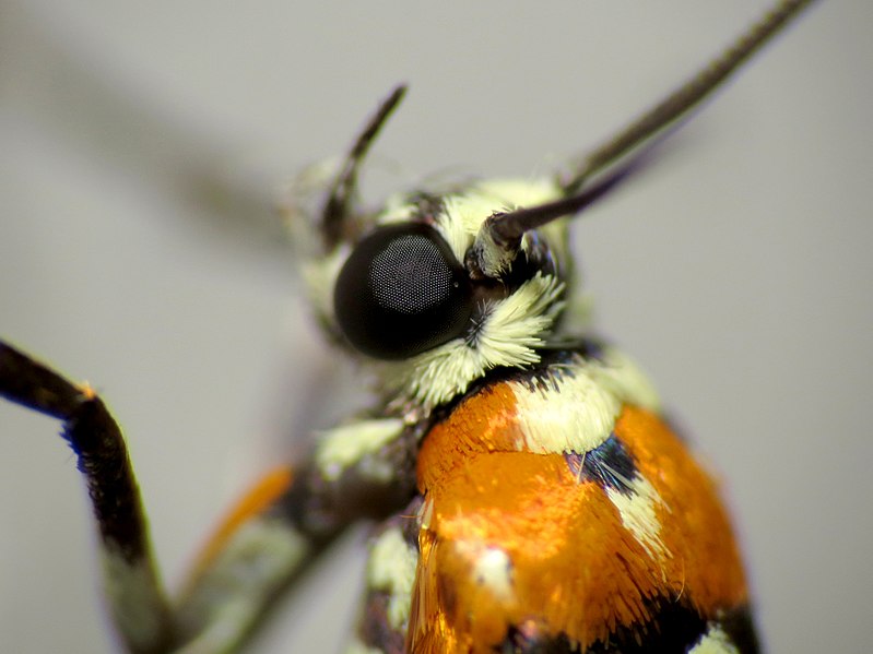 File:Ailanthus Webworm Moth (34200152331).jpg