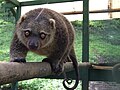 Thumbnail for Sulawesi bear cuscus