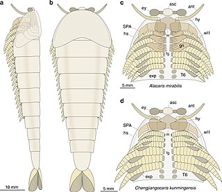 <i>Alacaris</i> Extinct genus of arthropods