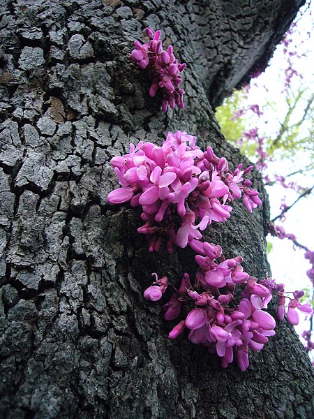 File:Albero di Giuda - caulifloria.jpg