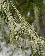 a tangle of thin, yellow-green strands which look a bit like spaghetti