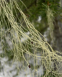 <i>Alectoria sarmentosa</i> Species of fungus