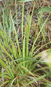 線形の根生葉が多数つく