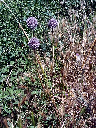 Porreløg (Allium ampeloprasum) Foto: Francisco Javier Martín López