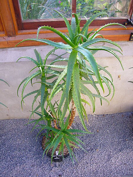 File:Aloe Kedongensis.jpg