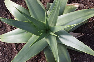 Aloe Yemenica (5434473811) .jpg
