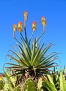 Aloe arborescens (Krantz Aloe), Habitus