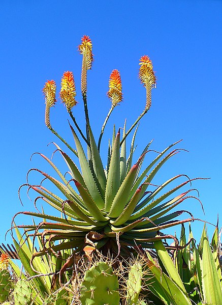 File:Aloe arborescens 01.JPG