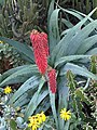 Aloe ferox - Kew 1.jpg