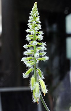 Aloe Tomentosa: Plantspesie