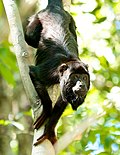 Alouatta discolor MT 2.jpg