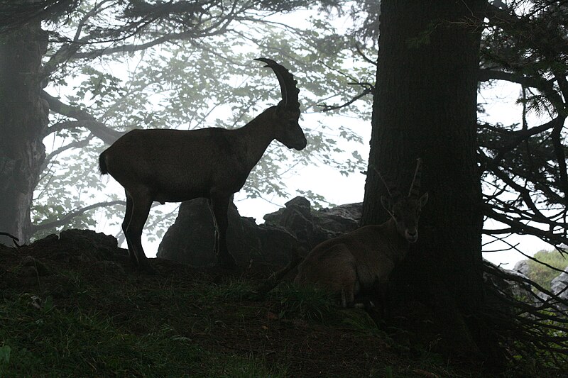 File:Alpensteinbock Rote Wand (28).jpg