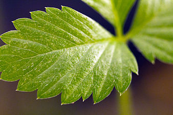 "Alpine_Strawberry_Plant.jpg" by User:Mobentec