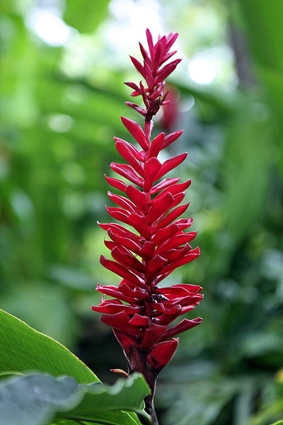 File:Alpinia puerpurata-Red Ginger.jpg