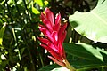 * Nomination: The Alpinia purpurata (commonly referred to as red ginger, also called ostrich plume and pink cone ginger) in the Big Island of Hawaii. --Relativity 02:37, 16 September 2023 (UTC) * * Review needed