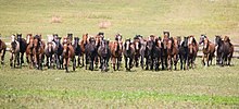 Altai horses 03.jpg