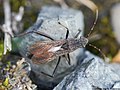 Alydus calcaratus (Linnaeus, 1758)