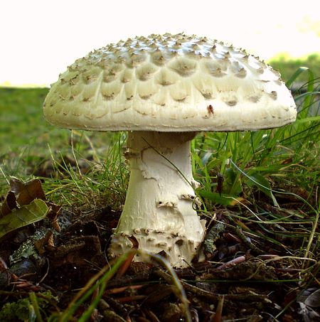 Amanita_echinocephala