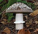 holatra Amanita pantherina