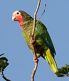 Amazona leucocephala-ağaçta-4cp.jpg