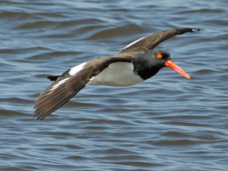 File:American Oystercatcher (Haematopus palliatus) RWD4.jpg