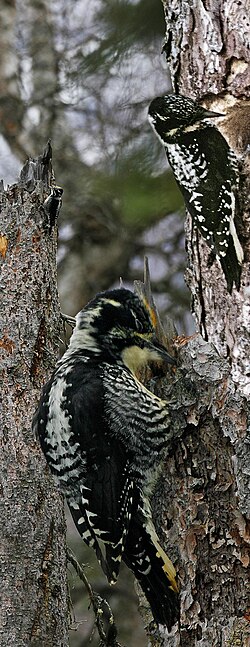 Thumbnail for File:American Three-toed Woodpecker from The Crossley ID Guide Eastern Birds.jpg
