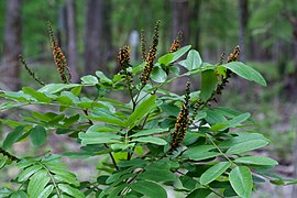 Amorpha nitens photographed at Walnut Creek at the Charlton Recreation Area, Ouachita National Forest, Garland County, Arkansas taken 2018
