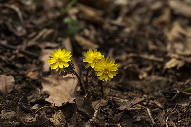 File Amur Adonis 2 Jpg Wikimedia Commons