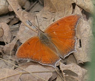 <i>Anaea andria</i> Species of butterfly