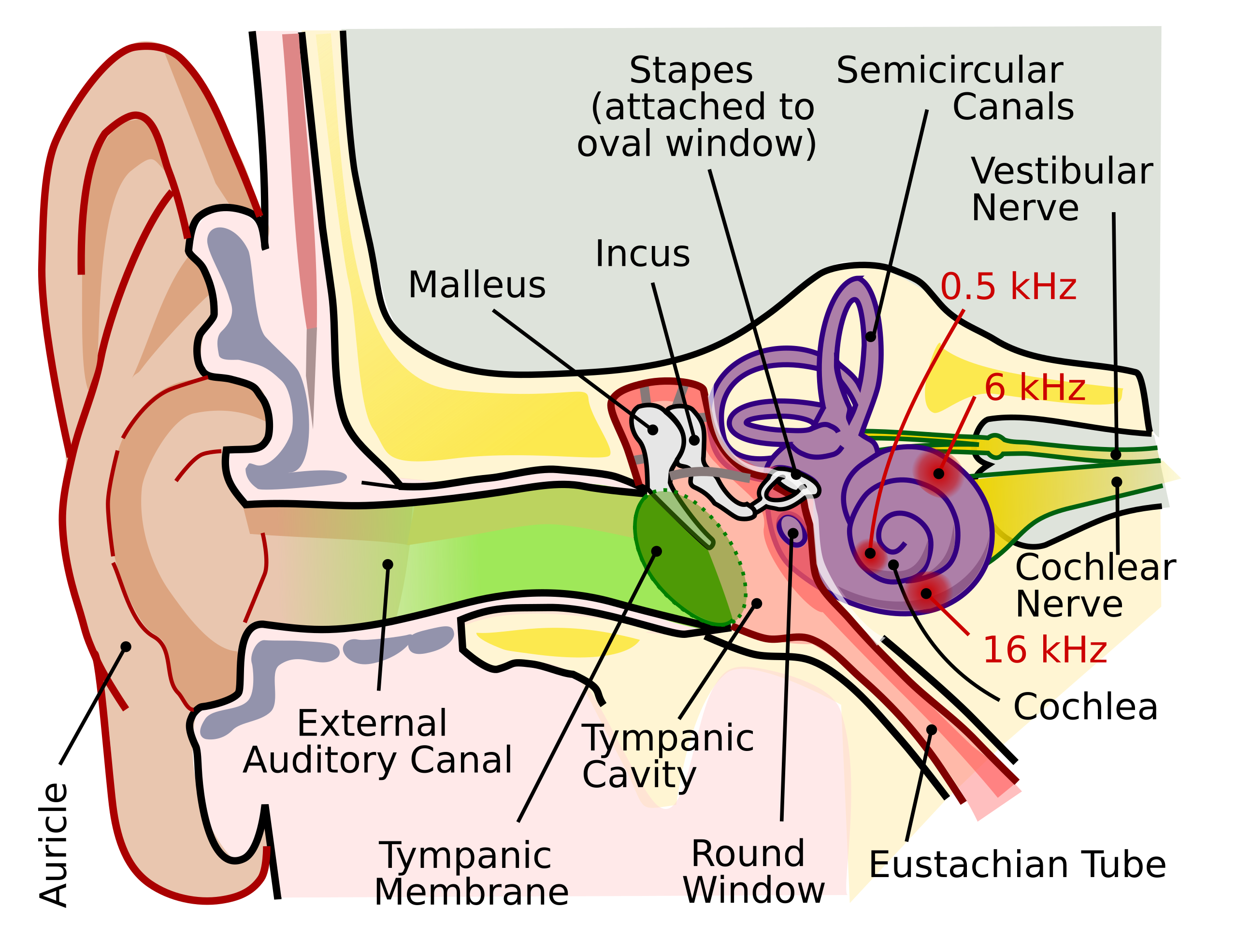 frequency theory of hearing