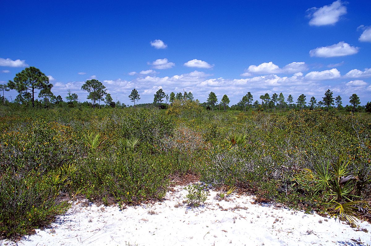 Lake Wales Ridge National Wildlife Refuge Wikipedia