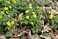 Anemone ranunculoides