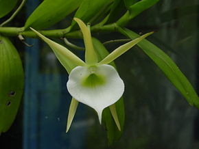 Angraecum_infundibulare.jpg-kuvan kuvaus.