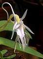 Angraecum leonis