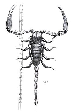 Description de l'image Annale van die Suid-Afrikaanse Museum (18229004968), figuur 2.jpg.