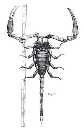 Bildbeschreibung Annale van die Suid-Afrikaanse Museum (18229004968), Abb. 2.jpg.