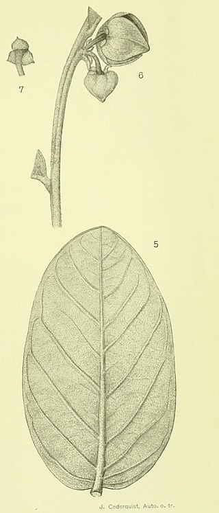 <i>Annona tomentosa</i> Species of plant
