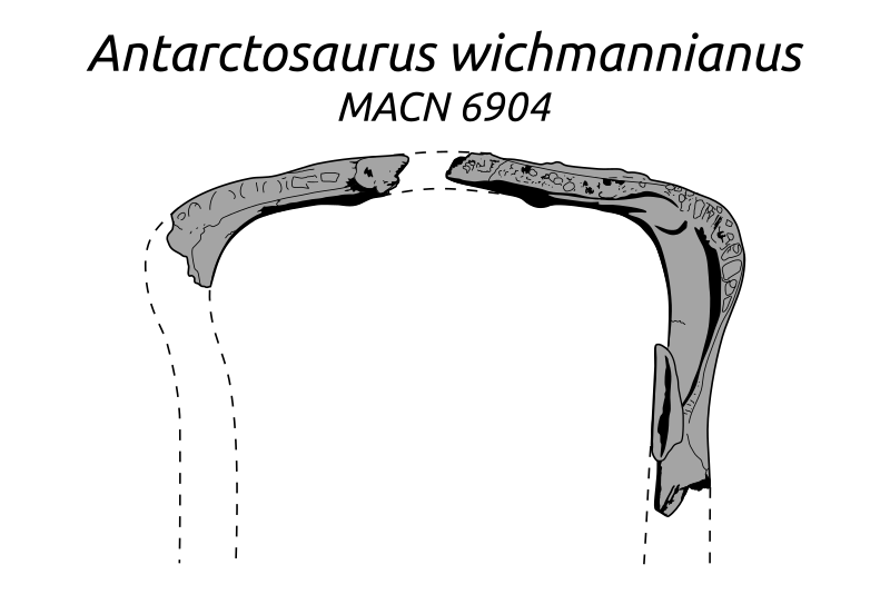 File:Antarctosaurus-wichmannianus-Mandible-TopView-SVG-001.svg