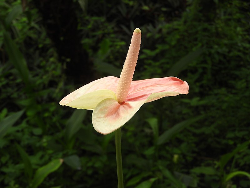 TÌNH YÊU CÂY CỎ ĐV.3 - Page 40 800px-Anthurium_beauty