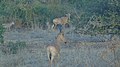 Antilope Bubale