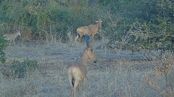 Zakouma National Park