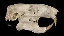 Skull of a mountain beaver Aplodontia rufa nigra.jpg