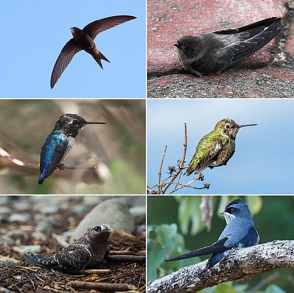 Tập tin:Apodiformes collage.jpg