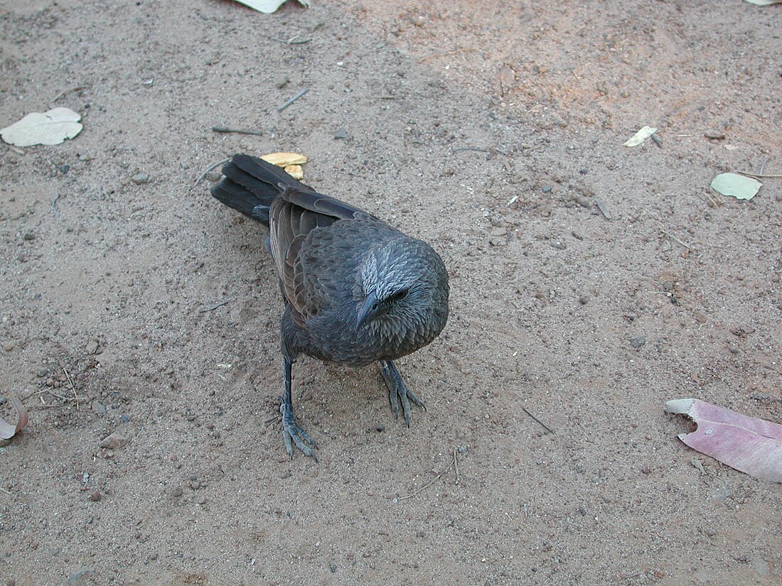 Corcoracidae