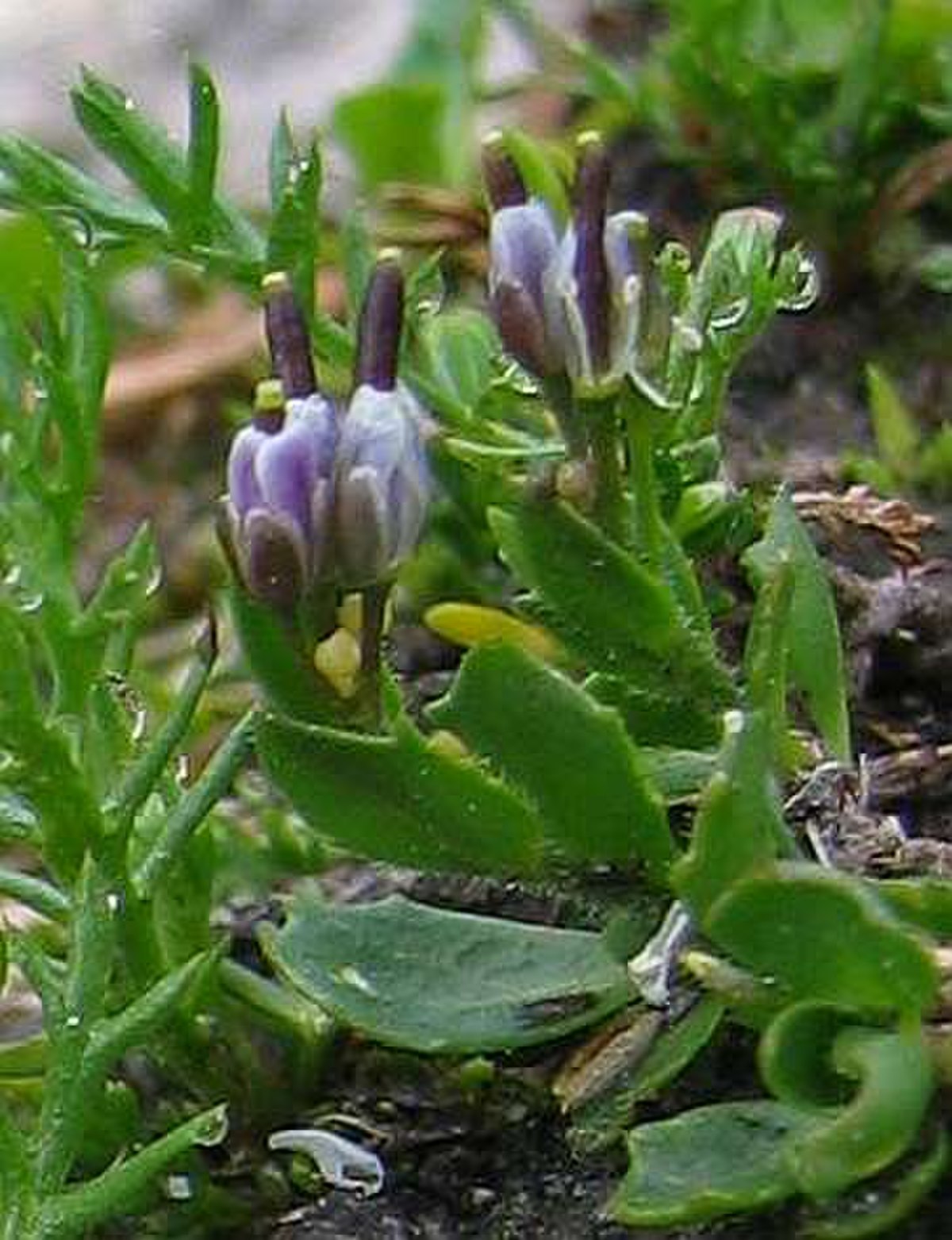 Arabis caerulea.jpg