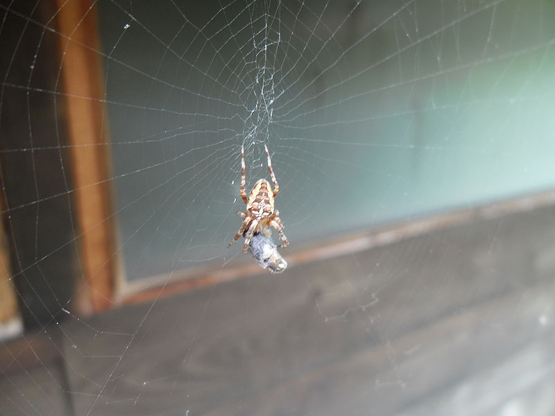 File:Araneus diadematus eating.JPG