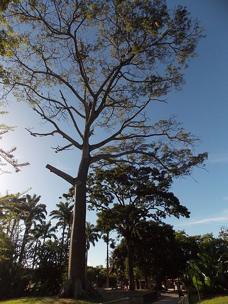 File:Arbol Ceiba en Parque del Este.JPG