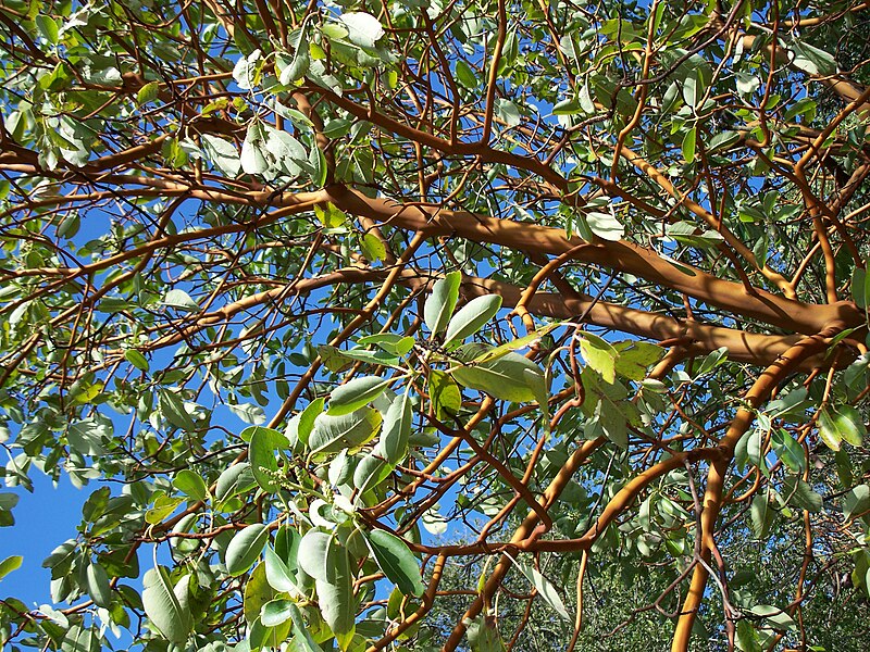 File:Arbutus menziesii-13.jpg